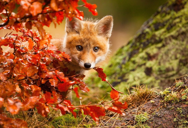 mammal, plant, Baby Animal, one animal, outdoors, day, Wildlife, autumn, Cub, leaf, nature, domestic, vertebrate, Animal, Cute, Fox, red, looking at camera