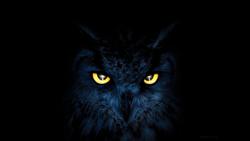 Birds, Owl, 1080P, Bird, Stare, Animal, Black