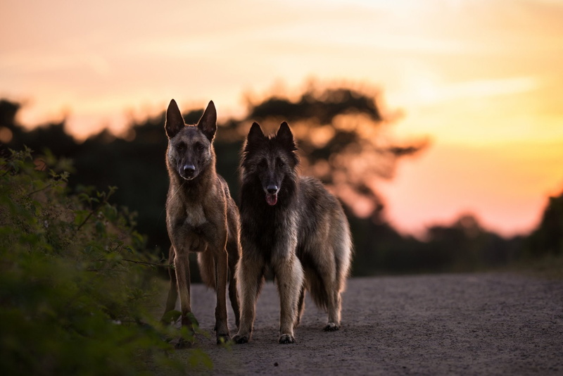 Pet, Belgian Malinois, Tervuren, 1080P, Dog, Dogs