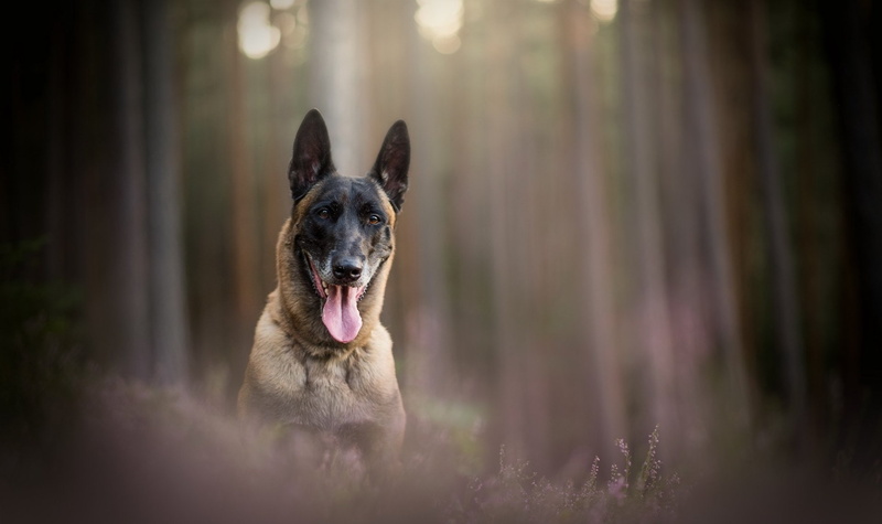 animal themes, portrait, selective focus, Belgian Malinois, nature, canine, tree, pets, 1080P, mammal, day, facial expression, outdoors, land, animal tongue