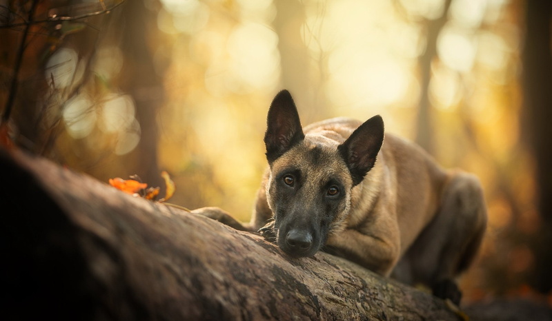 Pet, Dogs, Belgian Malinois, Stare, 1080P, Depth Of Field, Dog