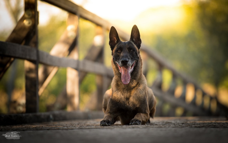 1080P, Dogs, Belgian Malinois