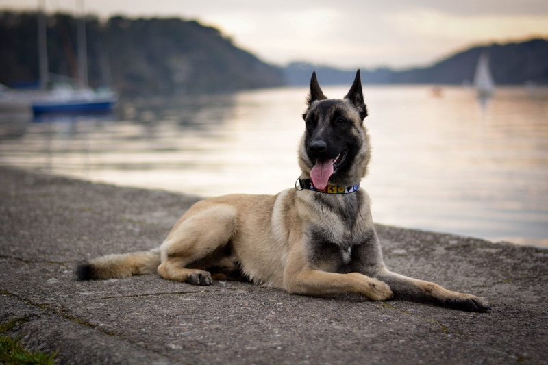 Dogs, 1080P, Belgian Malinois