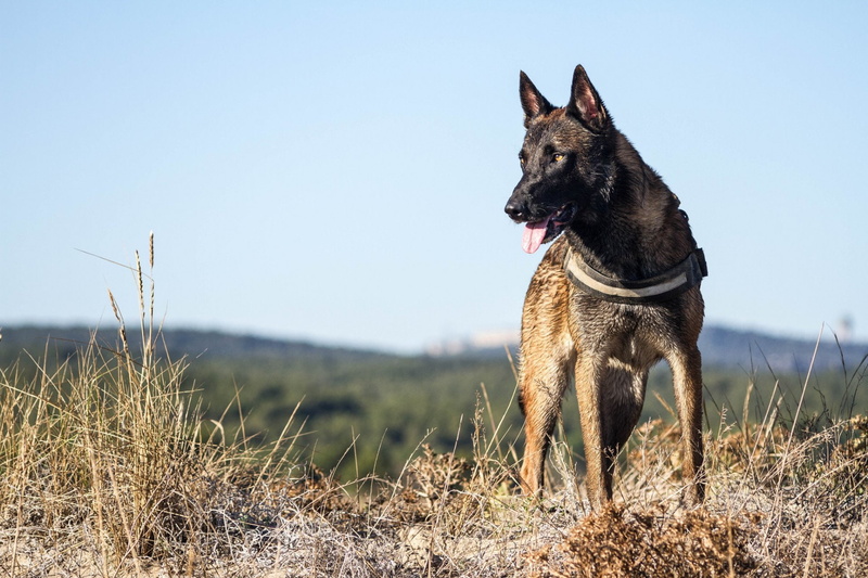 Belgian Malinois, Dogs, 1080P