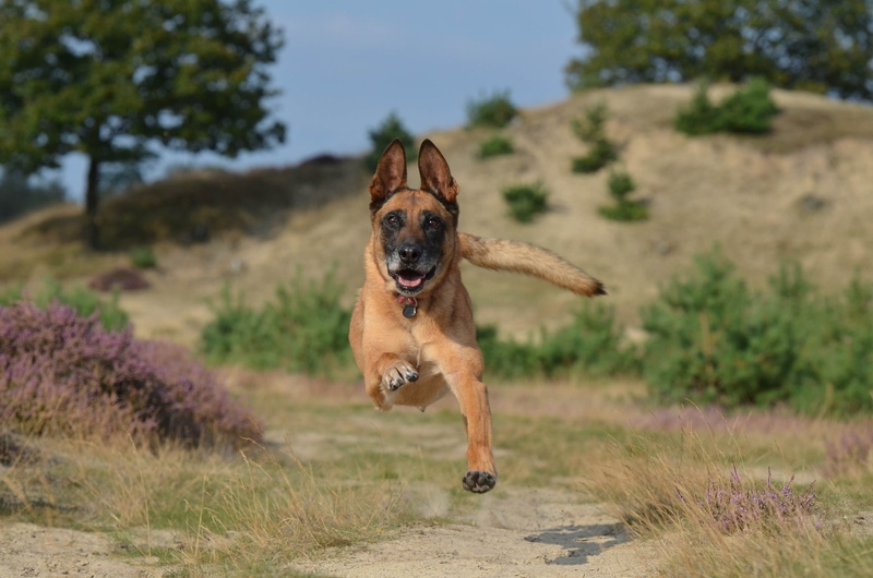 plant, dog, land, animal themes, nature, running, vertebrate, Animal, motion, grass, 1080P, no people, field, mouth open, on the move, day, mammal, purebred dog