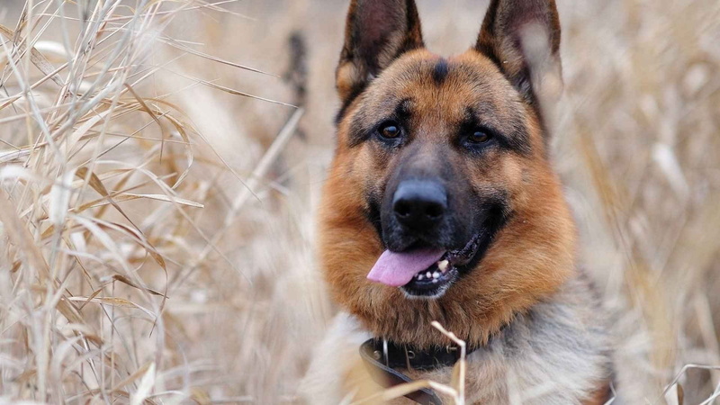 mammal, snow, purebred dog, animal, vertebrate, animal head, no people, portrait, nature, domestic animals, canine, one animal, German Shepherd, domestic