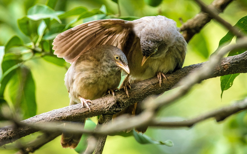 animal, nature, striata, young animal, young bird, member, two animals, vertebrate, selective focus, hungry, birds, group of animals, animals in the wild