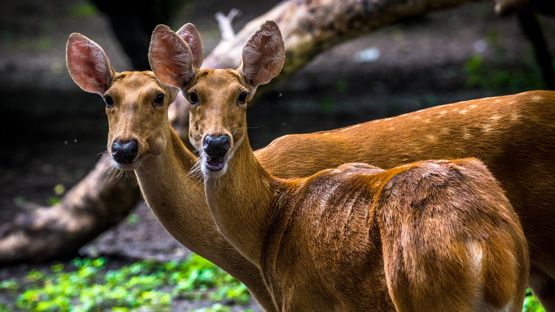 vertebrate, animal themes, one animal, barrage, species, day, swamp, domestic animals, animals in the wild, portrait, no people, animal, herbivorous