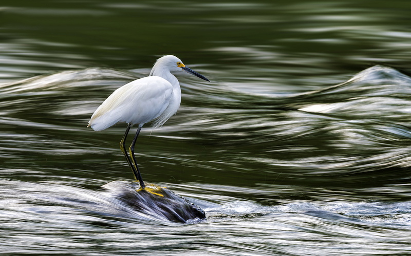 lake, snowy, animals in the wild, egretta, name, white, computer, animal themes, bird, beauty in nature, vertebrate, egret, waterfront, nature