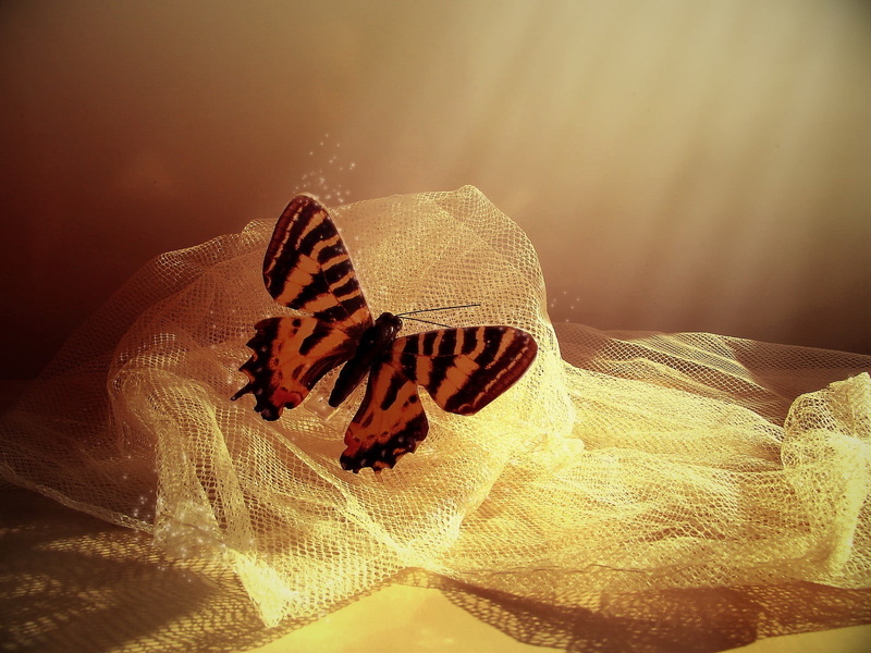 animal, animal wing, black, focus on foreground, 720P, no people, textile, animals, butterfly - insect, vertebrate, animals in the wild, invertebrate