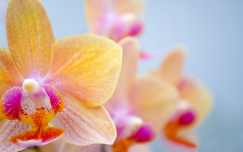 Orchid, 2K, Butterfly, Orange
