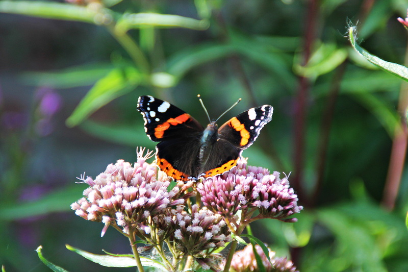 butterfly - insect, animals in the wild, petal, purple, flower, flowering plant, animals, orange, animal wing, butterfly, fragility, insect, green, violet