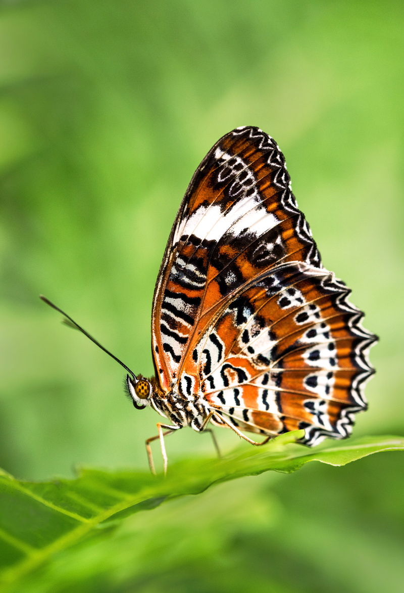 outdoors, focus on foreground, close-up, pattern, green color, plant, no people, green, macro insect, butterfly - insect, lacewing, animal antenna, orange