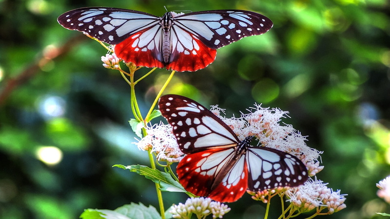pattern, patterns, macro, wildlife, blue, butterfly - Insect, nature, lepidoptera, petal, no people, summer, flower, vulnerability, flowering plant, white
