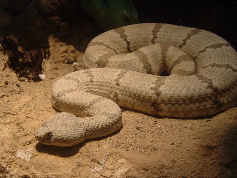 animal scale, animal wildlife, zoo, no people, danger, slither, curled up, animal themes, reptile, crotalus lepidus, animals in the wild, day, warning sign
