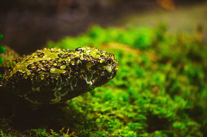 reptile, animal, nature, poisonous, biology, land, amphibian, daylight, wildlife, animal body part, plant, park, animals in the wild, vertebrate, green color