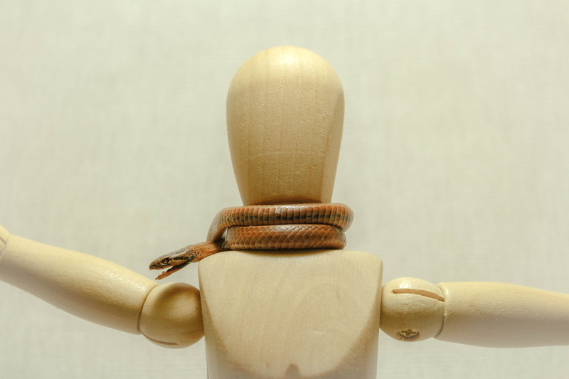 print, human hand, wall - building feature, serpent, holding, close-up, unrecognizable person, danger, design, predator, venom, cobra, colorful, reptile