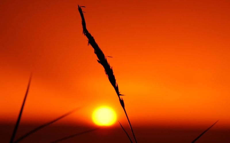 Golden Hour, Sun, nature, silhouette, sunset, 1080P