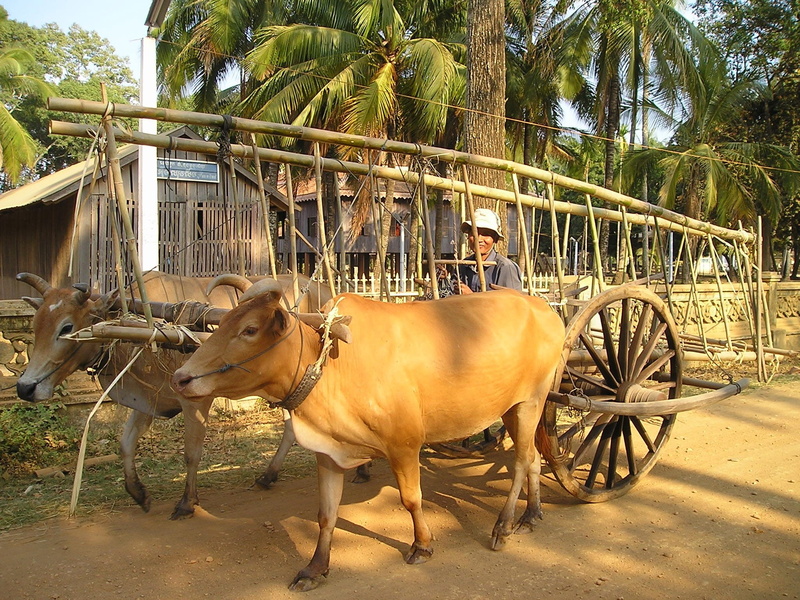 domestic, Transport, nature, mammal, live, one animal, herbivorous, domestic animals, transportation, Oxen, plant, Ox, vertebrate, asia, 1080P, working animal