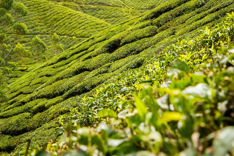 outdoors, freshness, southeast asia, tea plantation, no people, scenics - nature, land, beauty in nature, plant, cultivation, landscape, crop, rural Scene