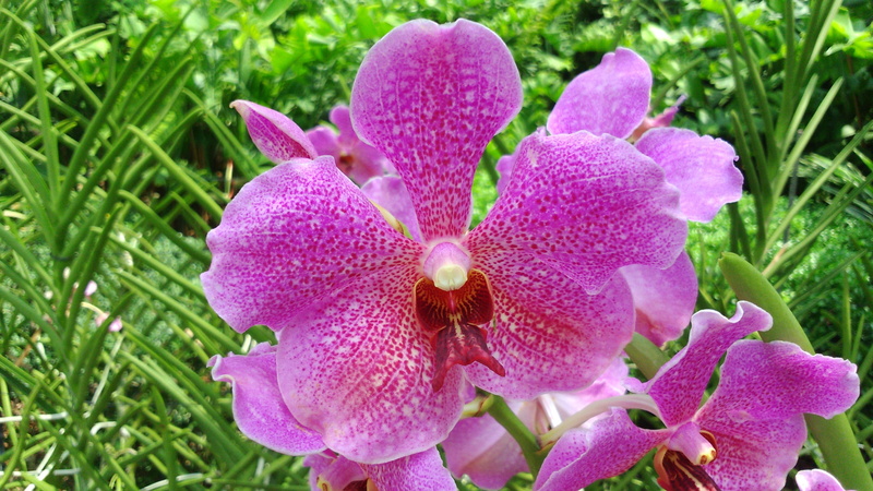 national orchid garden, freshness, nature, day, gardening, travel, blooming, plant, flowering plant, pink color, inflorescence, lilac, fragility, orchid