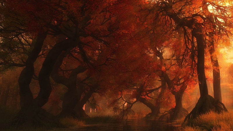 tranquil scene, forest, no people, sunset, trunk, beauty in nature, growth, outdoors, tree, plant, widescreen nature 2560x1440, day, environment, 2K, non-urban scene