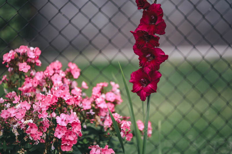 fragility, floral, flowering plant, red, leaf, barrier, leaves, no people, chainlink fence, fence, blooming, plant, Flowers, security, focus on foreground