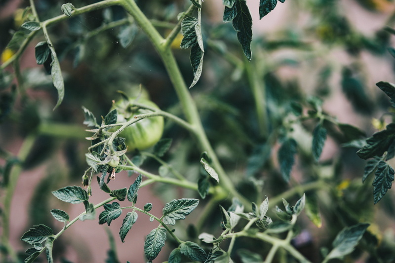 flora, in the garden, day, tranquility, Flowers, plant, blooming, land, green Color, bloom, 5K, full frame, outdoors, growth, field, leaf, nature, no people