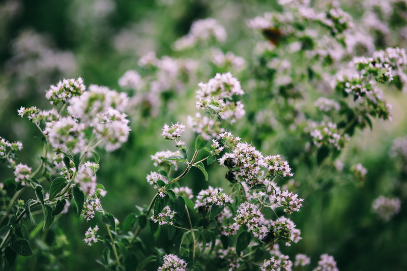 land, flowering plant, lavender, vegetables, purple, Flowers, no People, focus on foreground, small, flower, herb, fruits, plant part, inflorescence, blossom