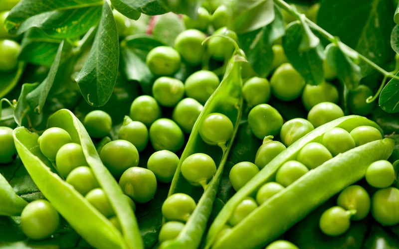 green Pea, close-up, 2K, ripe, pod, raw Food, ingredient, healthy Lifestyle, seed, plant, healthy Eating, nature, green Color, food And Drink, wellbeing