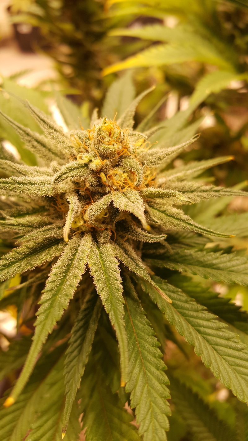 green color, healthcare and medicine, no people, close-up, food and drink, growth, cannabis plant, marijuana - herbal cannabis, herb, focus on foreground