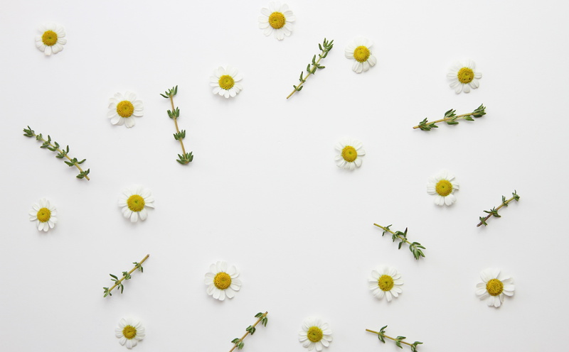 food, in a row, flower head, flowering plant, Plant, snack, Design, flower, herb, freshness, medicinal, Aero, aromatic, Flowers, Daisy, floral, directly above
