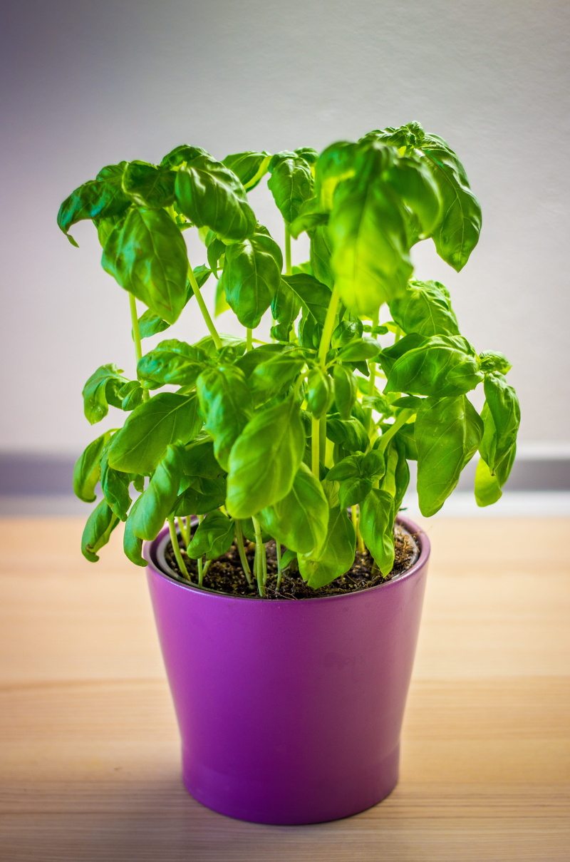potted plant, leaves, freshness, vegetable, herb, flower pot, still life, herbs, plant, wellbeing, no people, table, food and drink, 4K, plant part, growth