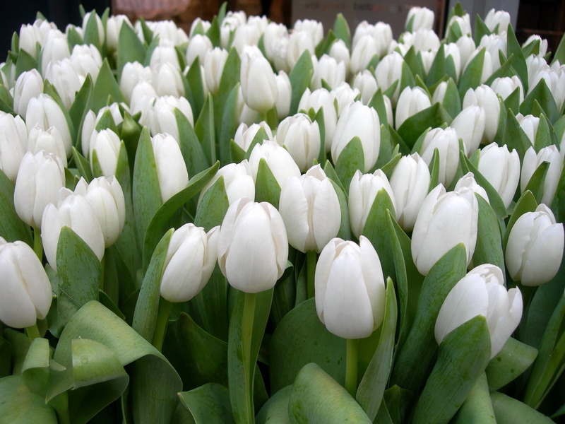plant, growth, tulips, freshness, backgrounds, herbs, blossom, vulnerability, spring, nature, springtime, fragility, flowers, flowerbed, multi Colored