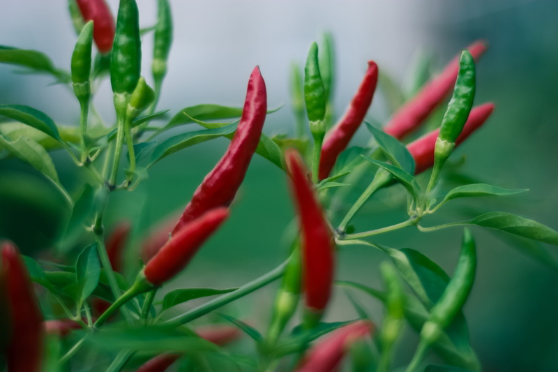 spice, food and drink, beauty in nature, 5K, chilli, red chili pepper, vegetable, green, leaf, food, pepper, green color, nature, selective focus, chili pepper