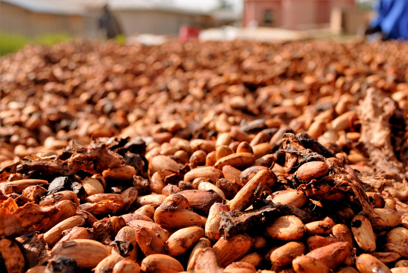 4K, dried food, organic, ingredient, freshness, food, still life, natural, ghana, dried, drying, indoors, wellbeing, bitter, plant, cocoa, raw, dried fruit