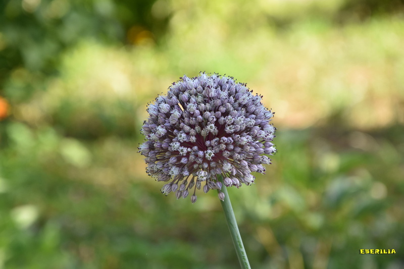 onion, nature, field, beauty in nature, growth, petal, vulnerability, no people, inflorescence, flowering plant, flower, Eberilia, plant stem, purple, fragility