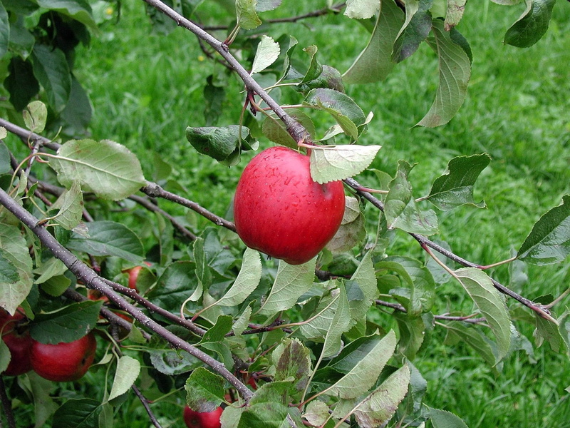 plant part, 1080P, Leaves, branch, apple, nature, red, food And Drink, freshness, outdoors, food, vegetable Garden, Branch, close-up, organic, leaf, growth