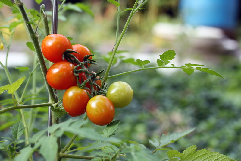 fruit, vegetable, no people, edible, plant, organic, close-up, outdoors, wellbeing, harvest, red, growth, crop, nutrient, green, focus on foreground, nature