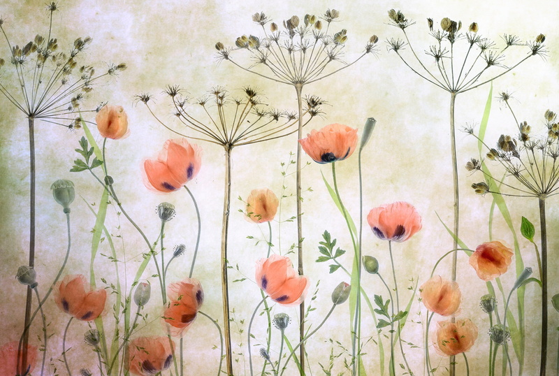 flowers, Maki, picture, dill, 1080P