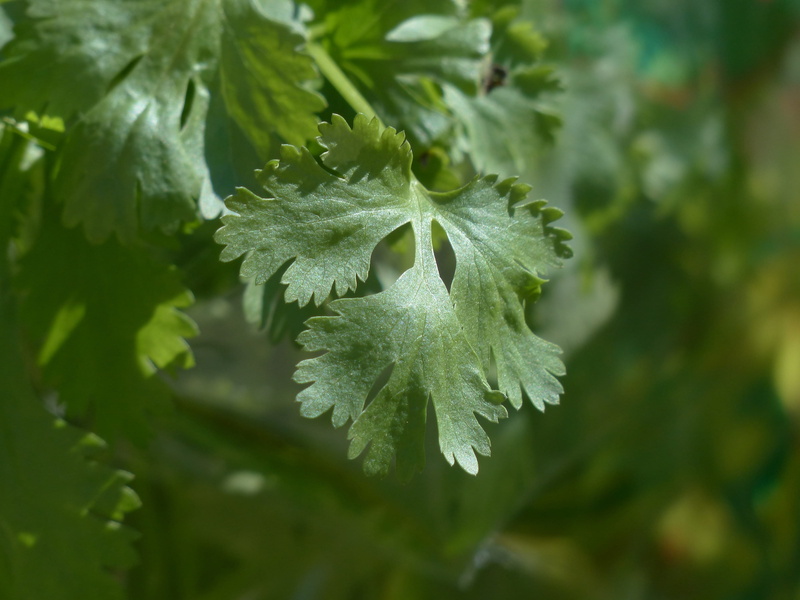 dizziness grain, spice, real coriander, umbelliferae, medicinal plant, beauty in nature, 4K, day, stalk, klanner, herb, asian parsley, spice coriander