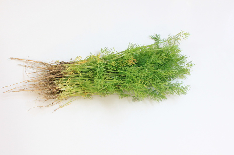indoors, tabletop, food and drink, herb, growth, freshness, plant, leaf, wellbeing, flavor, herbal medicine, food, 4K, vegetables, fresh, green color