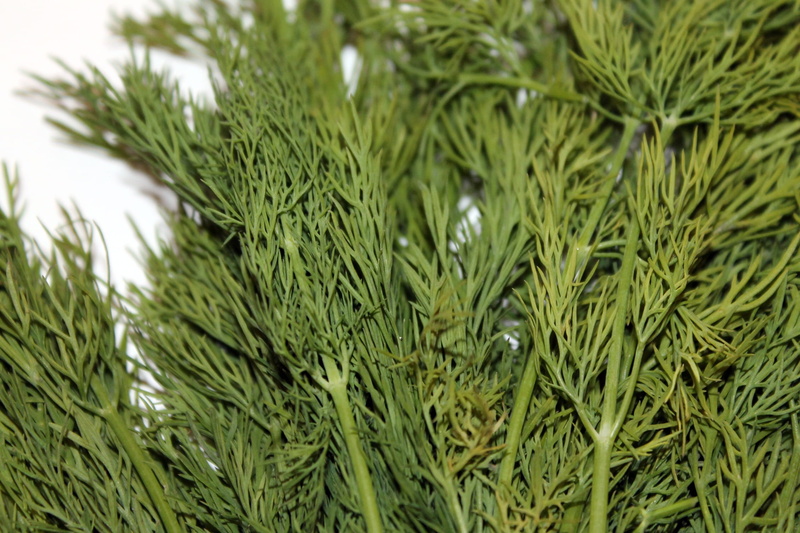 day, focus on foreground, green, no people, cucumber herb, branch, nature, fir tree, close-up, outdoors, coniferous tree, beauty in nature, green color