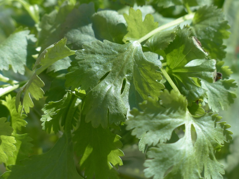 green color, kaliander, indian parsley, bug caraway, freshness, coriander, beauty in nature, plant part, stalk, focus on foreground, stinking dill, growth
