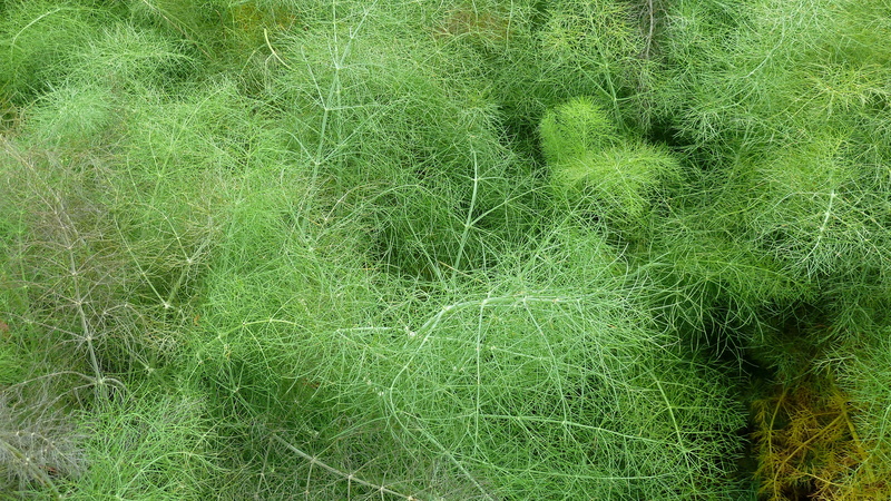 plant, day, close-up, growth, environment, 4K, outdoors, green, green color, herbs, tree, grass, high angle view, delicate, gardening, lush foliage, tranquility