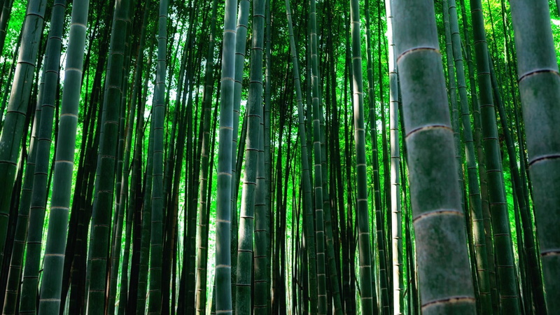 1080P, bamboo, dense