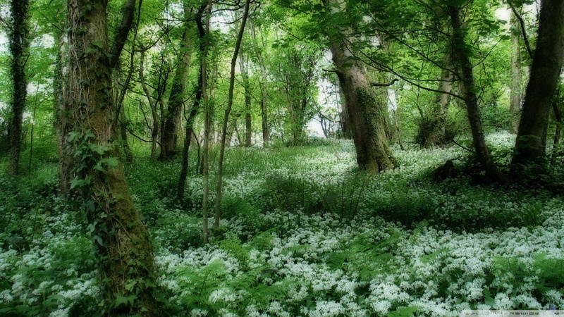 nature and landscapes, dense, green, vines, 1080P, forest, vegetation, flowers
