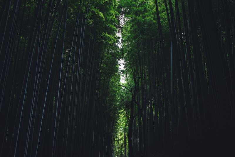  environment, dark, tree, growth, nature, plant, landscape, tropical Rainforest, china - East Asia, arashiyama, summer, lush Foliage, pathway