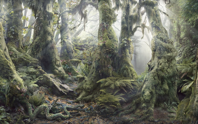 roots, day, evergreen Tree, summer, tranquility, branch, fog, backgrounds, non-urban scene, trunk, wood, uncultivated, scenics - nature, wilderness Area