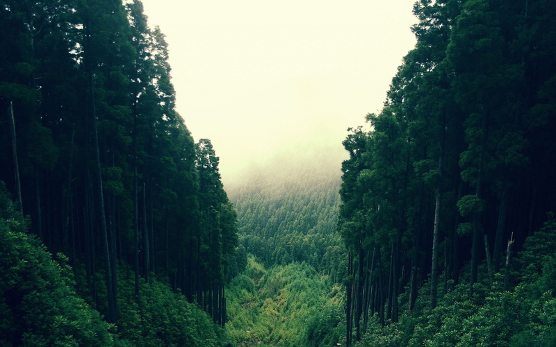2K, forest, dense
